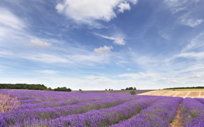 What Is The Best Time Of Year To Visit The Cotswolds?