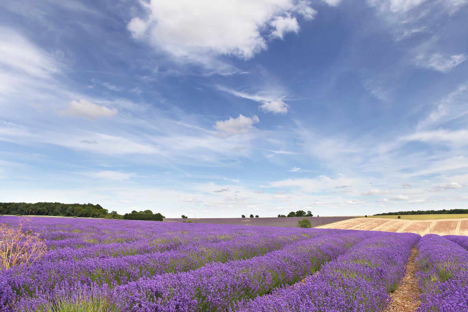 Lavender Fields With House and Farmlands