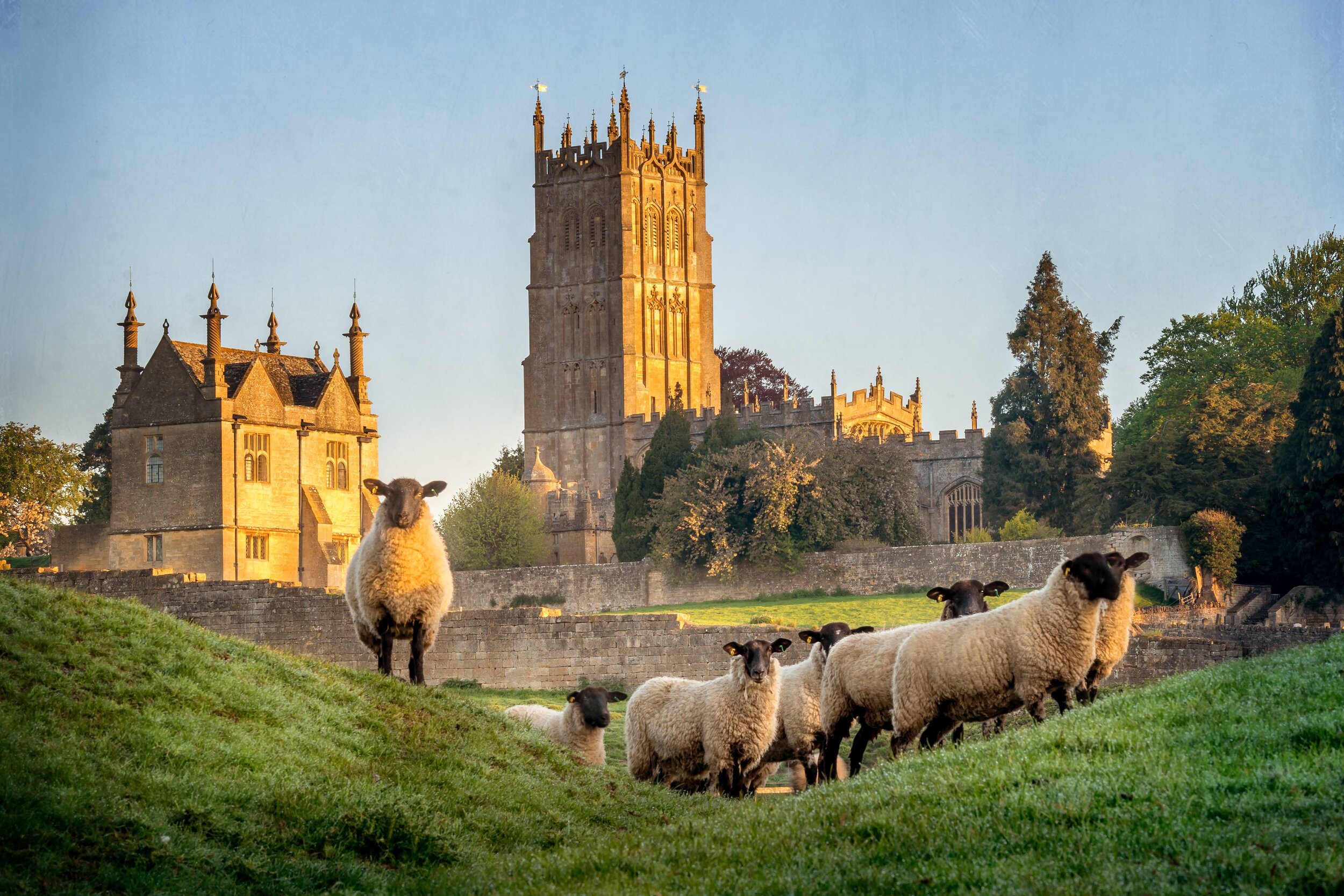 Sheep Standing On Grass Near Castle