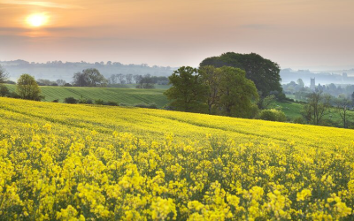 Top Tips on Dealing With Hay Fever This Spring