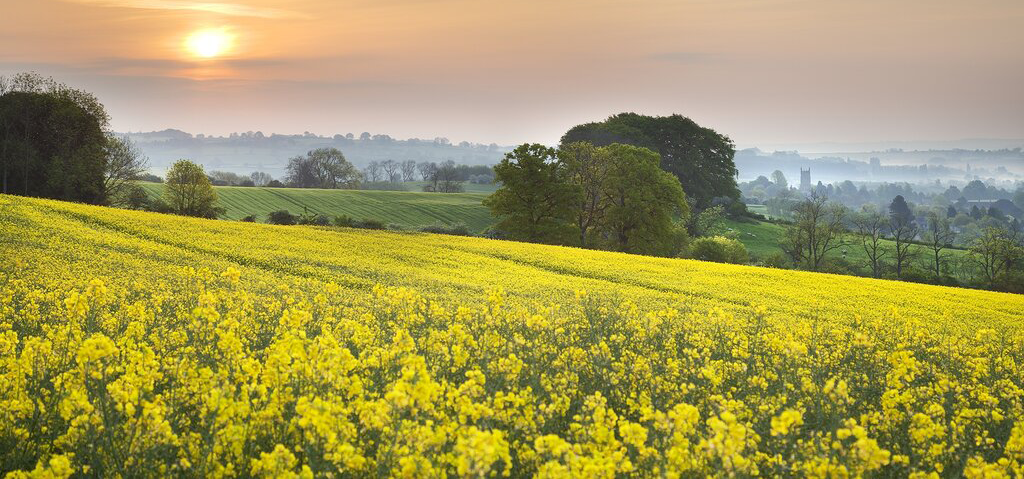 Top Tips on Dealing With Hay Fever This Spring
