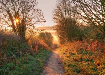 Pathway With Early Morning Light