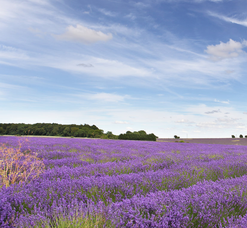 Lavender Field In Bloom
