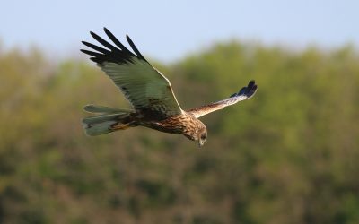 Spotting Birds Of Prey In The Cotswolds