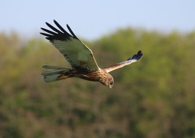 Spotting Birds Of Prey In The Cotswolds