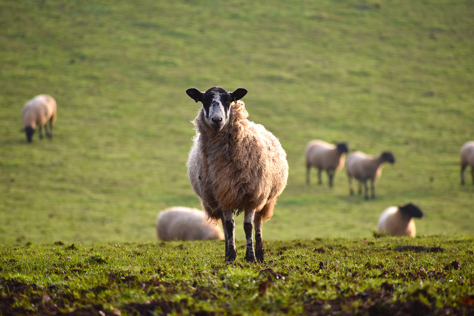 Sheep In A Field