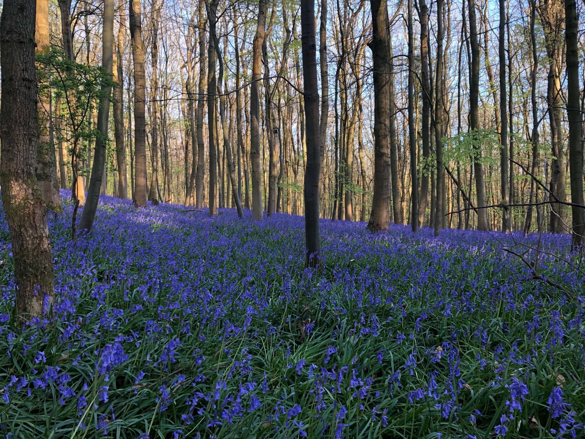 Bluebells In A Field With Trees