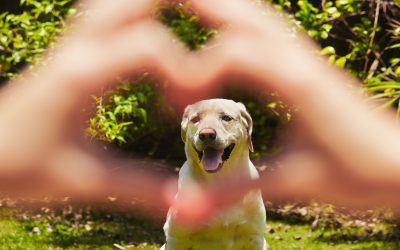 The Most Dog Friendly Places In The Cotswolds