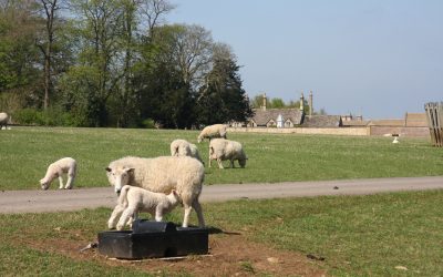 The Cotswolds Wool Trade