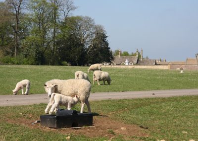 The Cotswolds Wool Trade