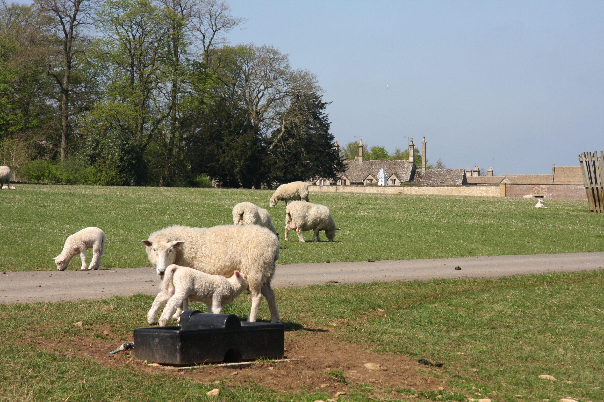 Sheep Eating Grass With Buildings In The background