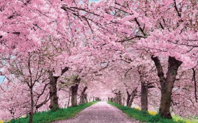 The Best Cotswold Gardens To Visit In 2025