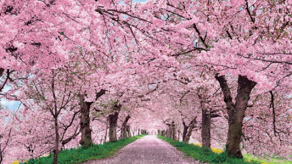Street With Pink Flowers and Trees