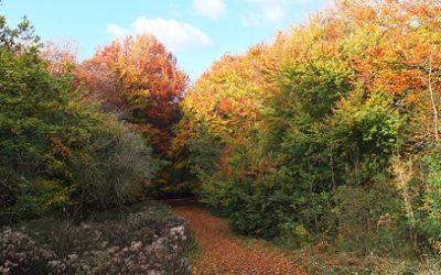 Cotswold Walks That Are Guaranteed To Get Your Heart Pumping