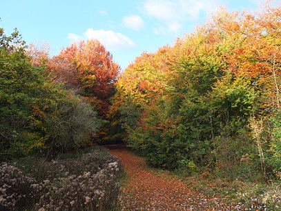 Pathway With Trees In Autumn Colours