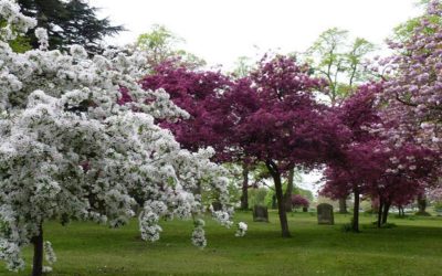 The Best Flower Spots In The Cotswolds