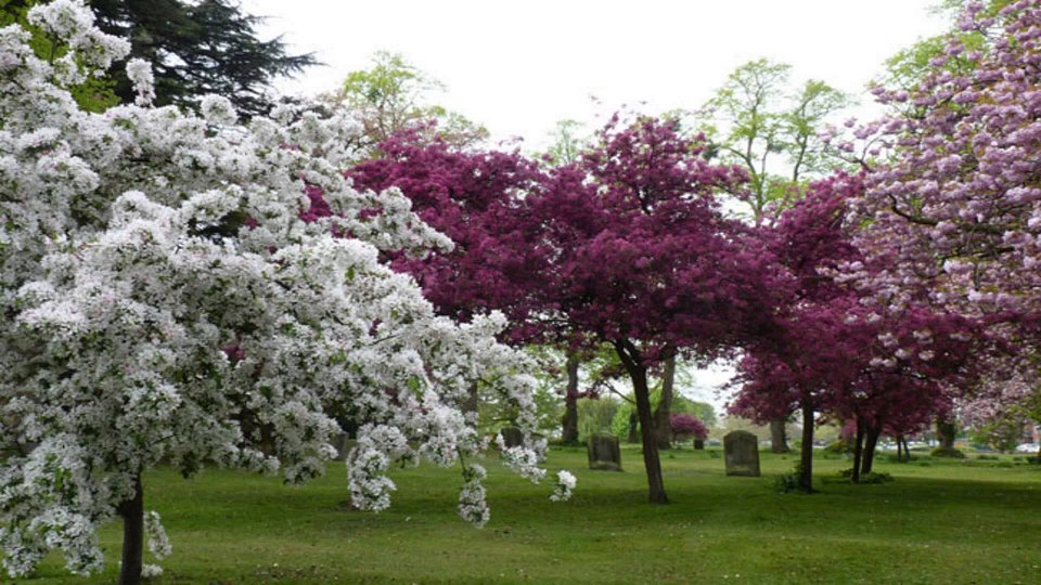 Park With Pink And Whites Blossom Trees