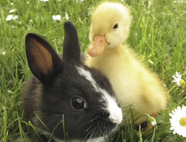 Baby Duck And Rabbit in Grass with A Flower