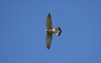 Wildlife Attractions In The Cotswolds