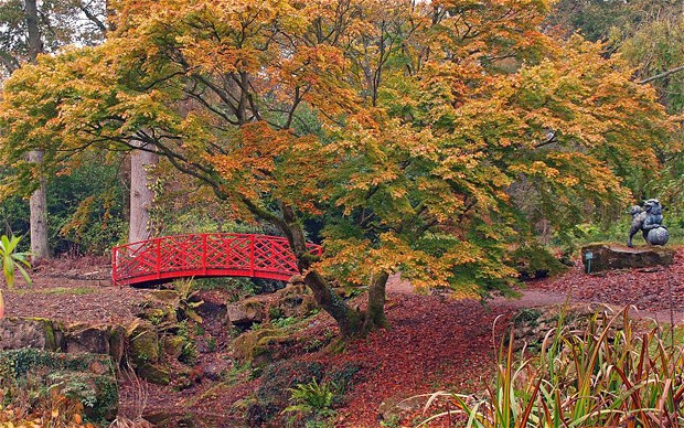 Red Bridge With Autumn tree