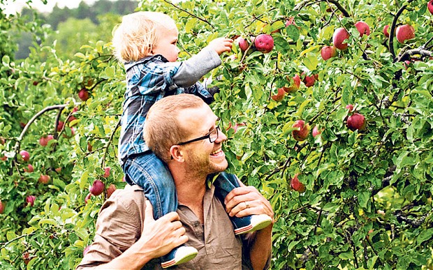 Baby On Dads Shoulders Picking Fruit