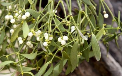 Why Do We Kiss Under The Mistletoe