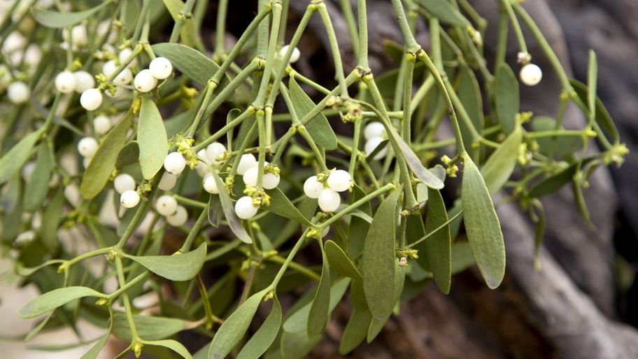 The Mistletoe Kiss  Unveiling the Whys in Festive Traditions