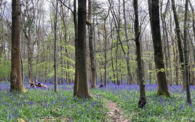 Discover Cotswold Wildlife on Foot